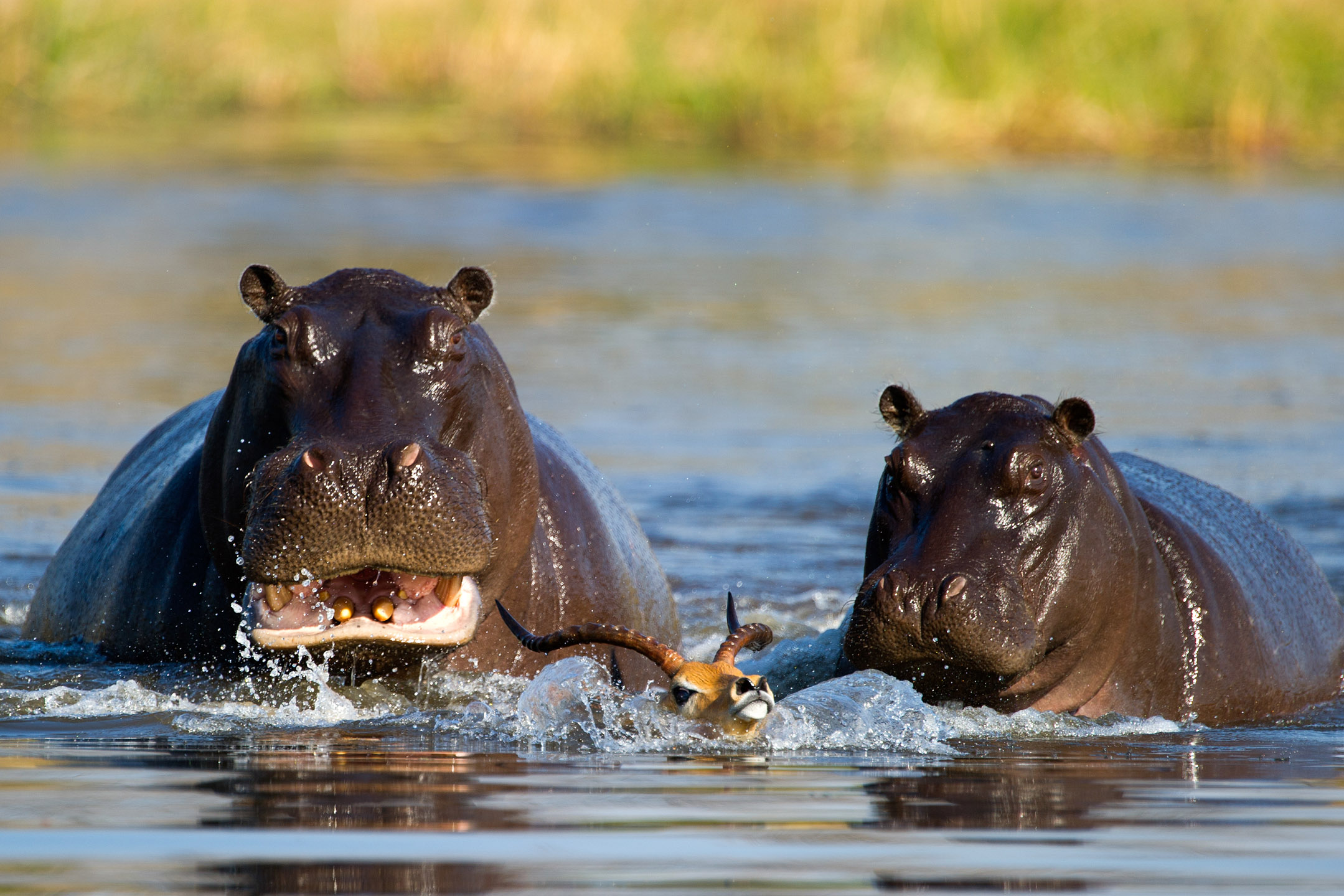 Antílope de pensamiento rápido escapa de hipopótamo hambriento