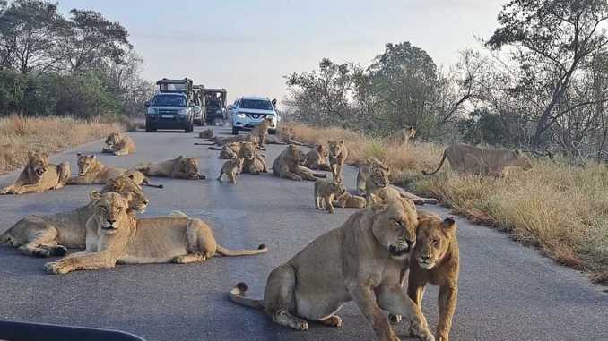 Largest Lion Roadblock in Africa at Kruger National Park (Video)