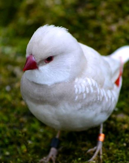 A Once In A Million Bird That Resembles A Christmas Angel With Flames Flickering From Beneath His Robes - Meet The Silver Diamond Firetail! - One Big Birdcage