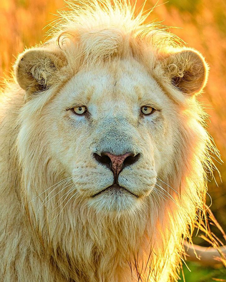 white lion