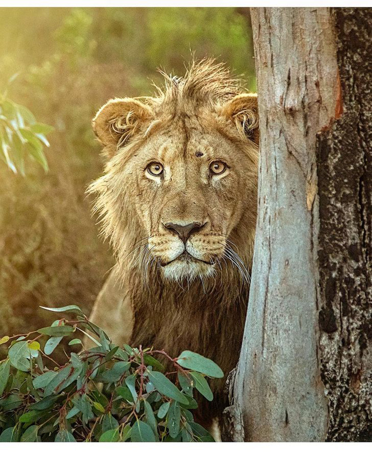 white lion