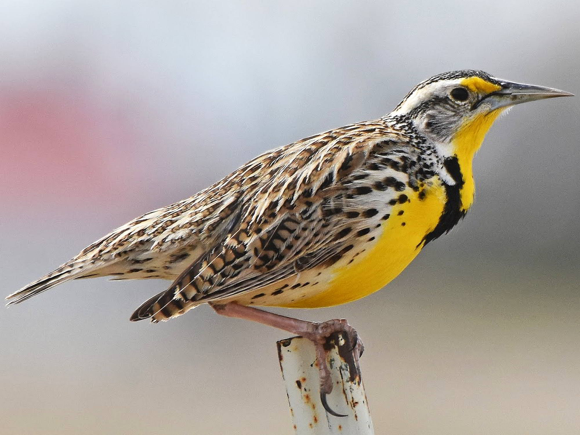 What is the State Bird of Nebraska?