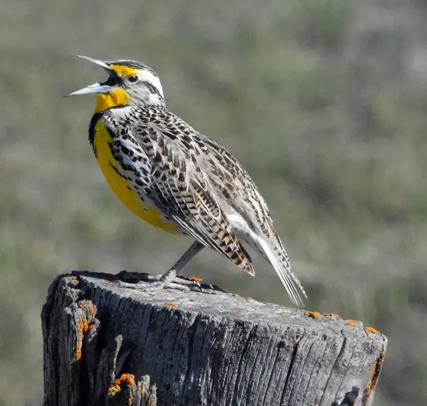 What is the State Bird of Nebraska?