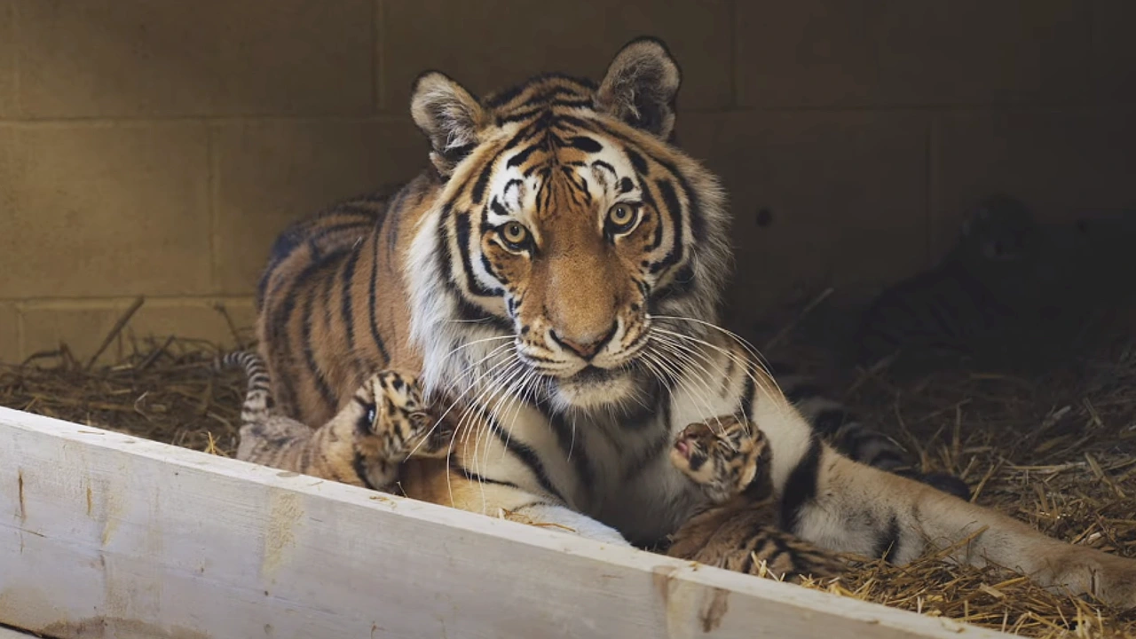 Lioness Lola gave birth to triplet cubs at Chelyabinsk . (Video)