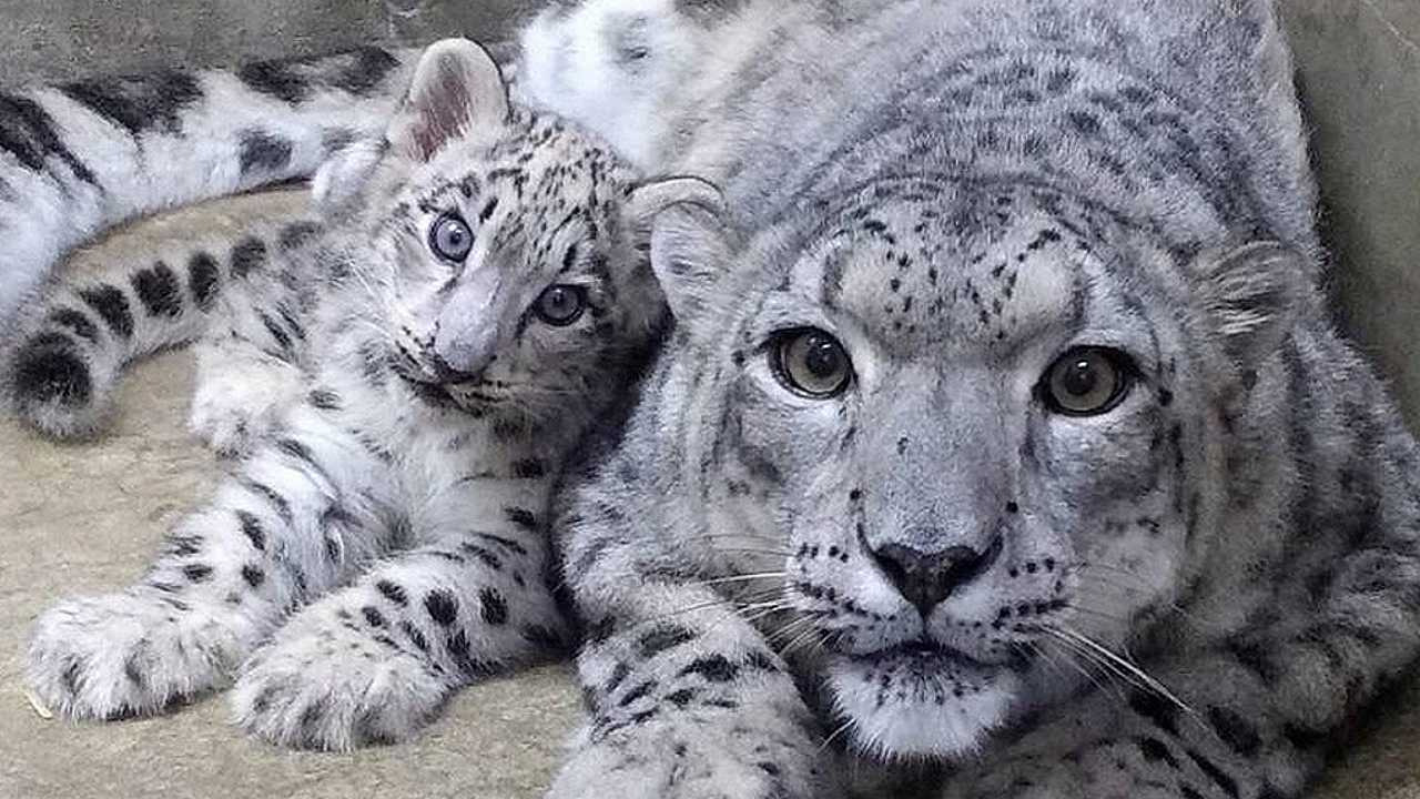 Lioness Lola gave birth to triplet cubs at Chelyabinsk . (Video)