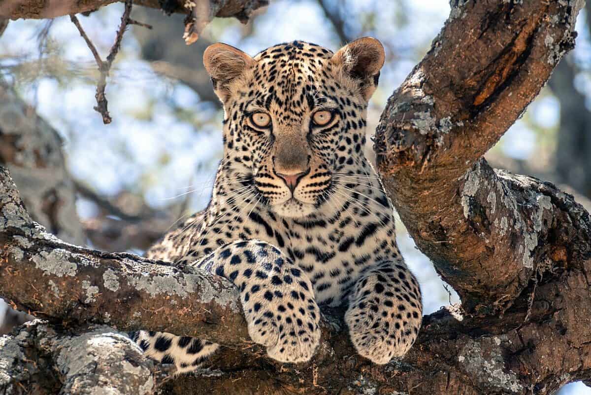 "leopardo