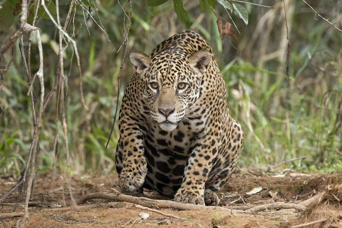 "Jaguar