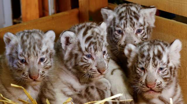 Rare White Tiger Cubs Make a Grand Entrance at Austrian Zoo