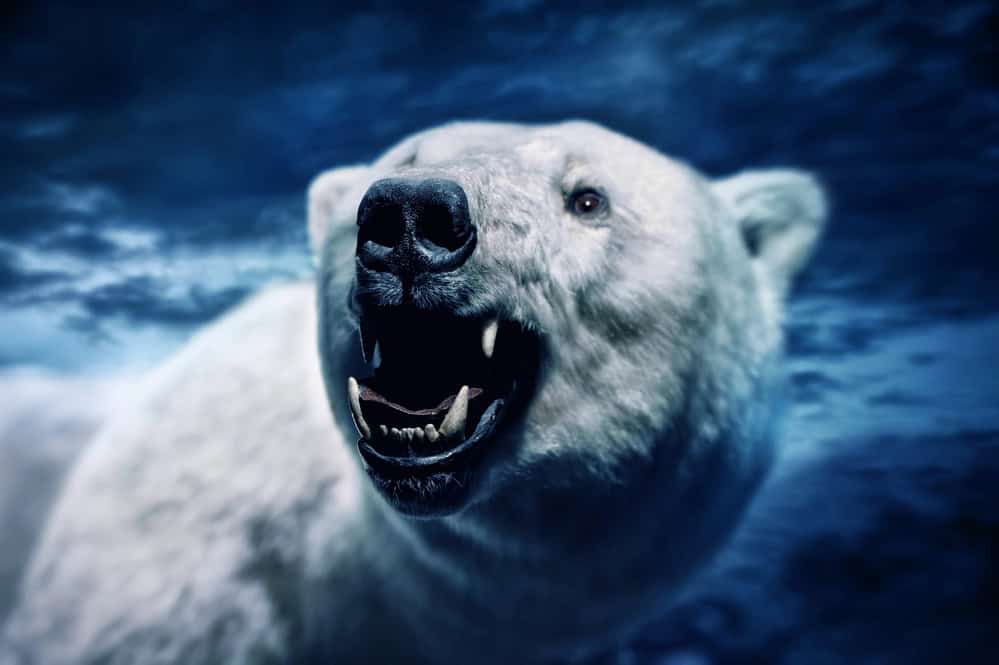 "Polar