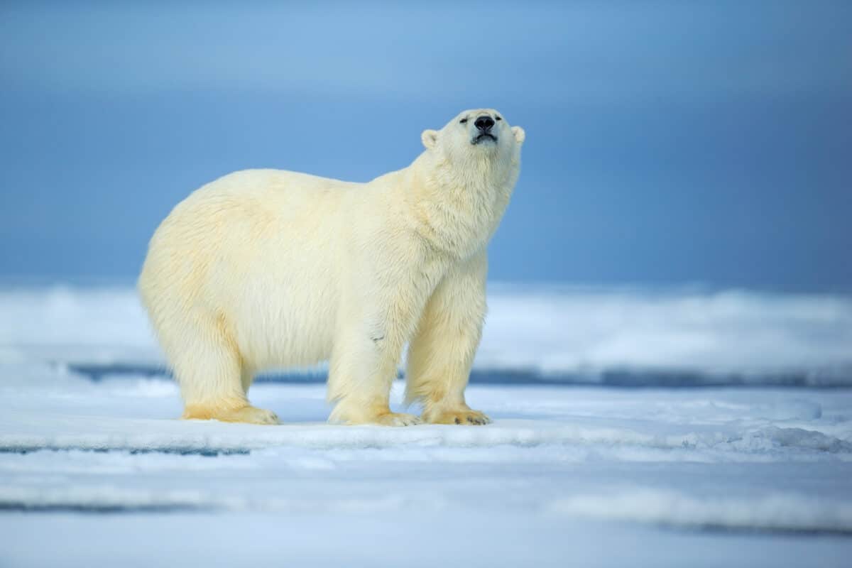 "polar