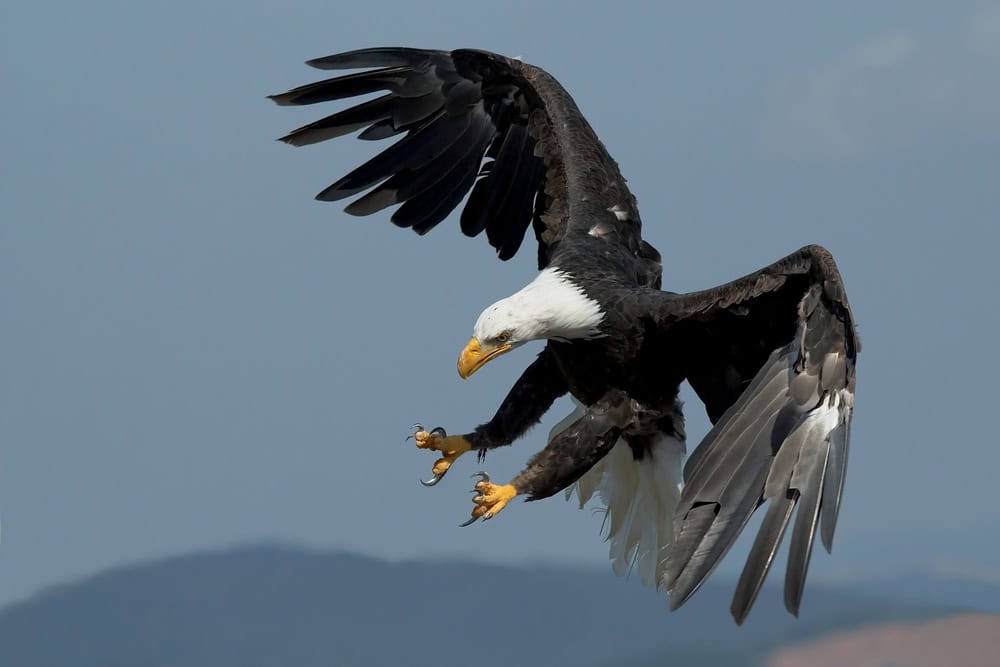 "Águila