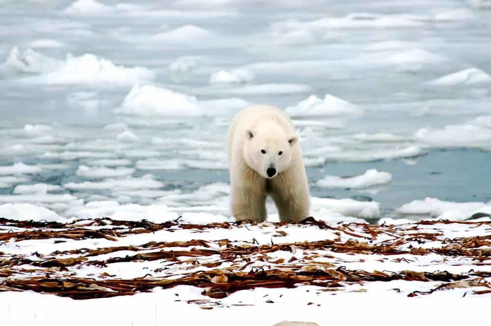 "Polar