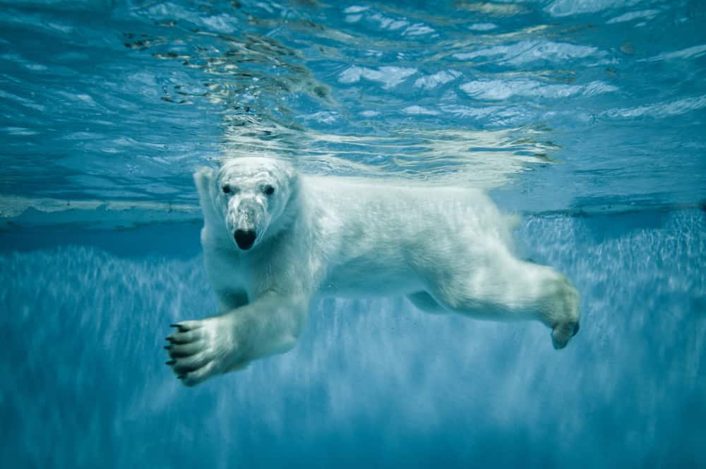 "Polar