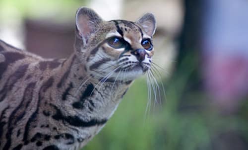 "Margay"