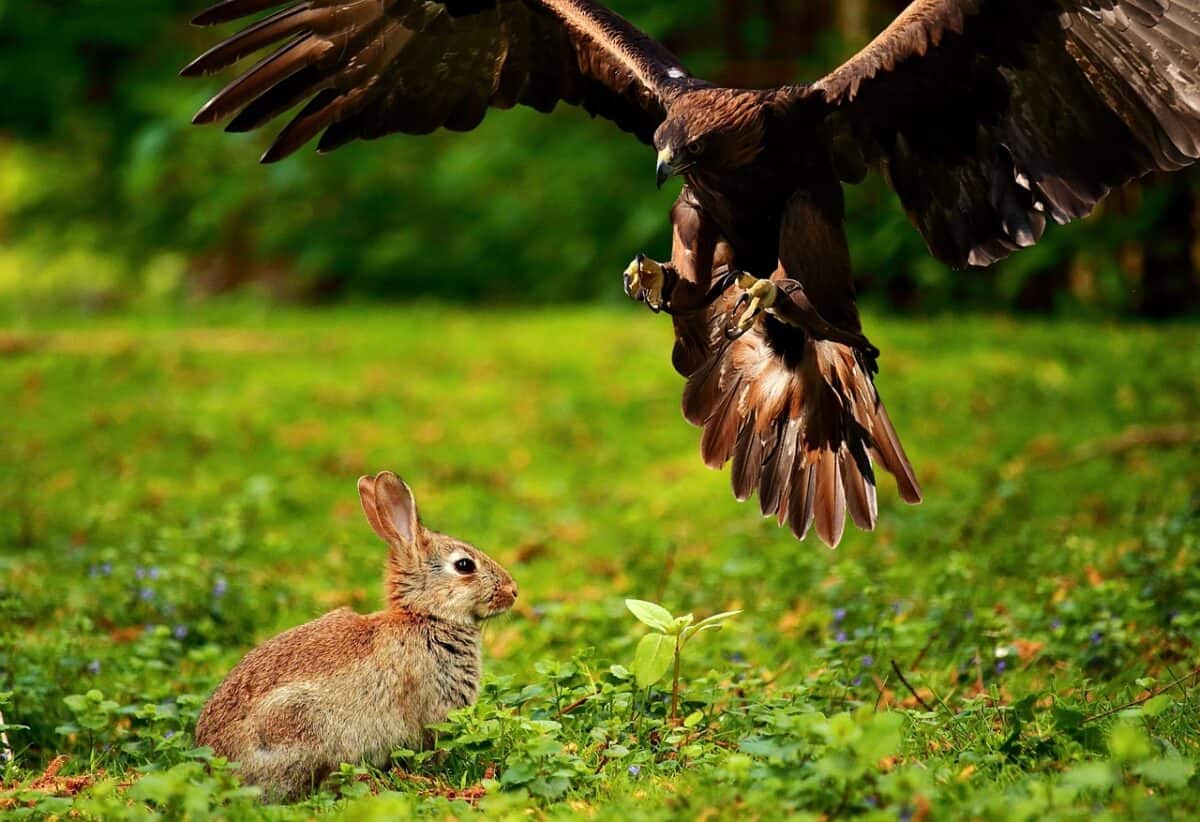 "águila