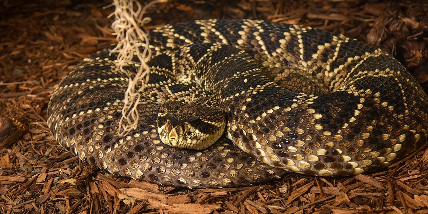 Eastern diamondback rattlesnake | Smithsonian's National Zoo and  Conservation Biology Institute