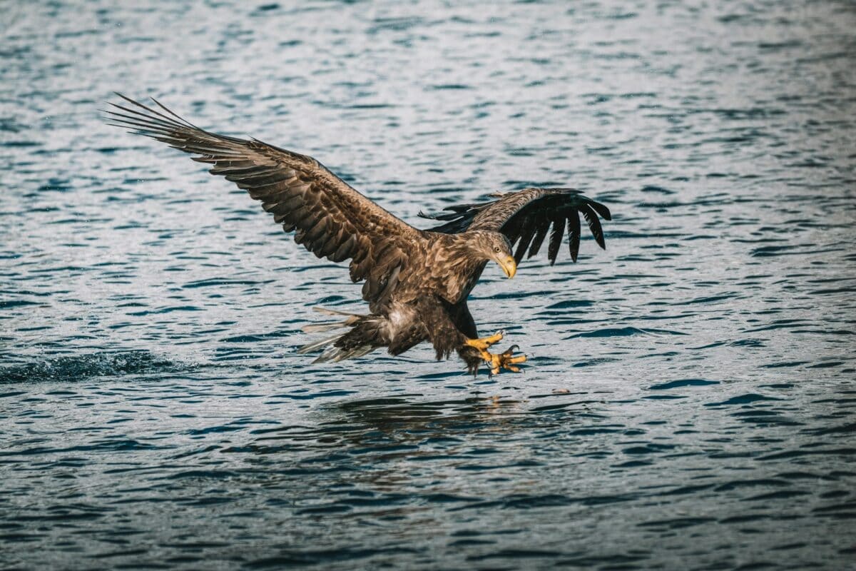 "águila