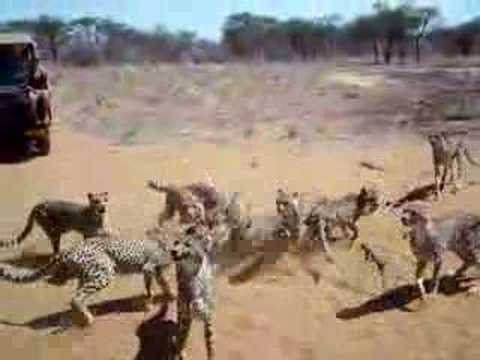 Harnas Wildlife - Wild Cheetahs Feeding Frenzy - YouTube