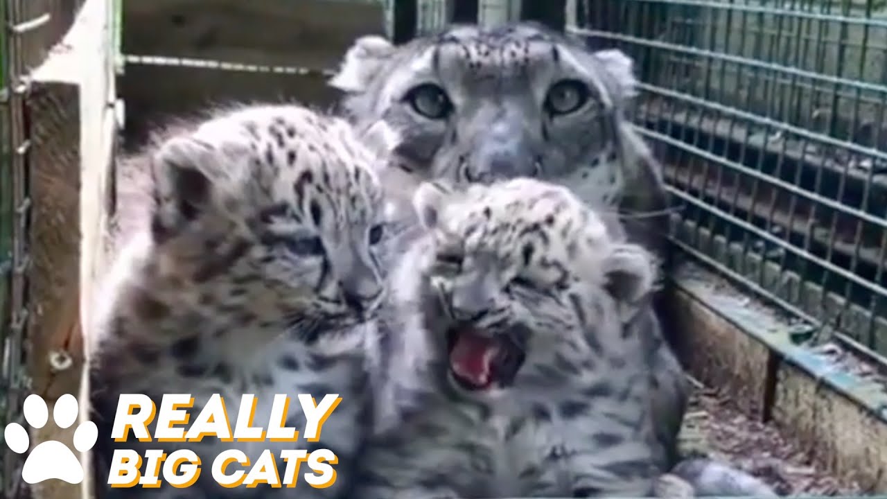 Snow Leopard Cub Squeaks Are Beyond Cute - YouTube