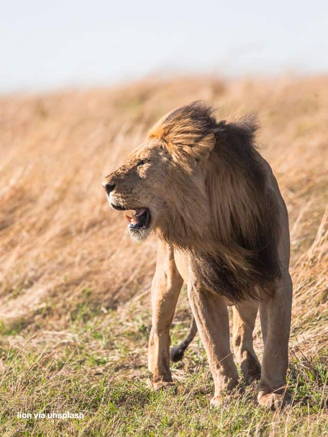 "león