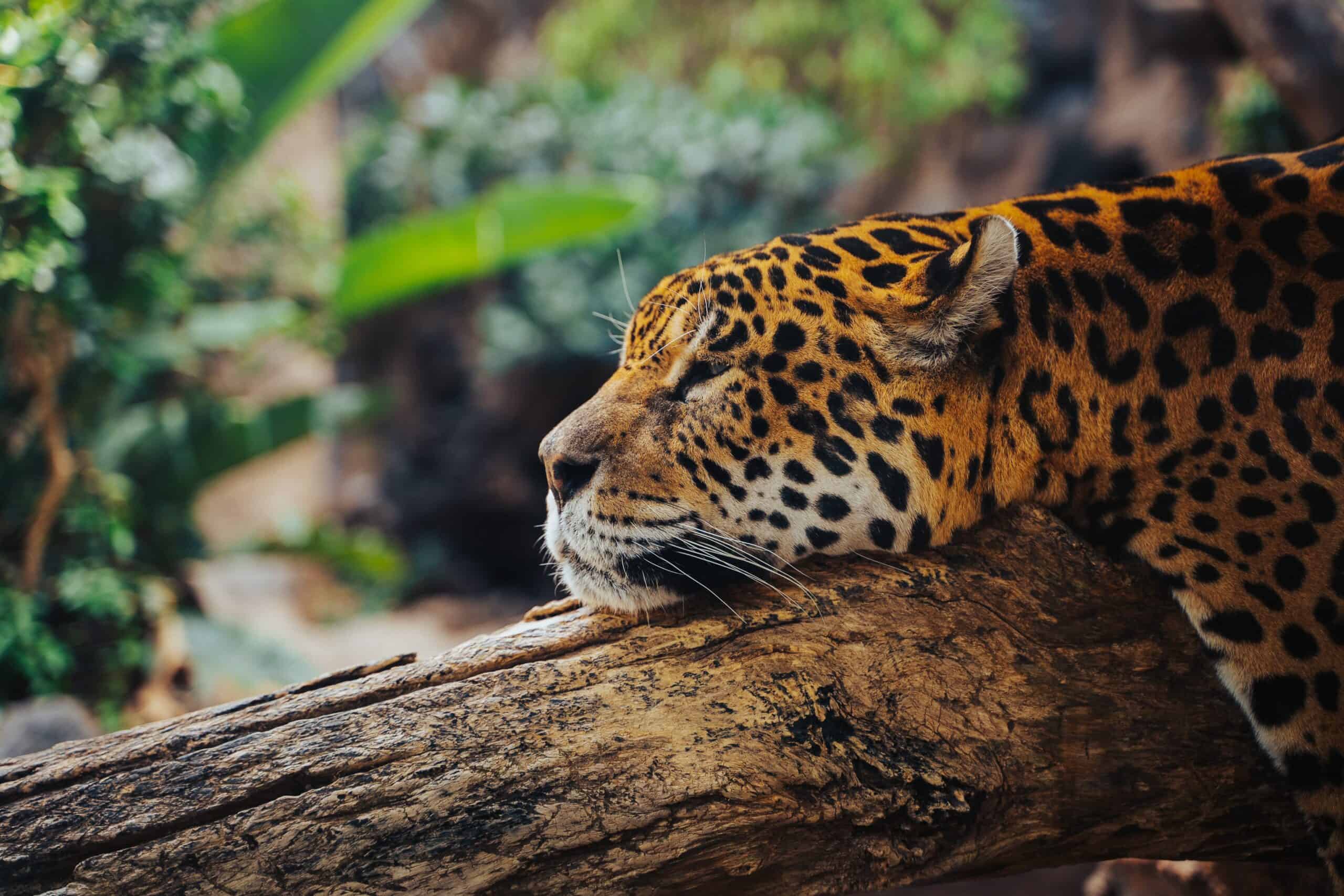 "Jaguar.