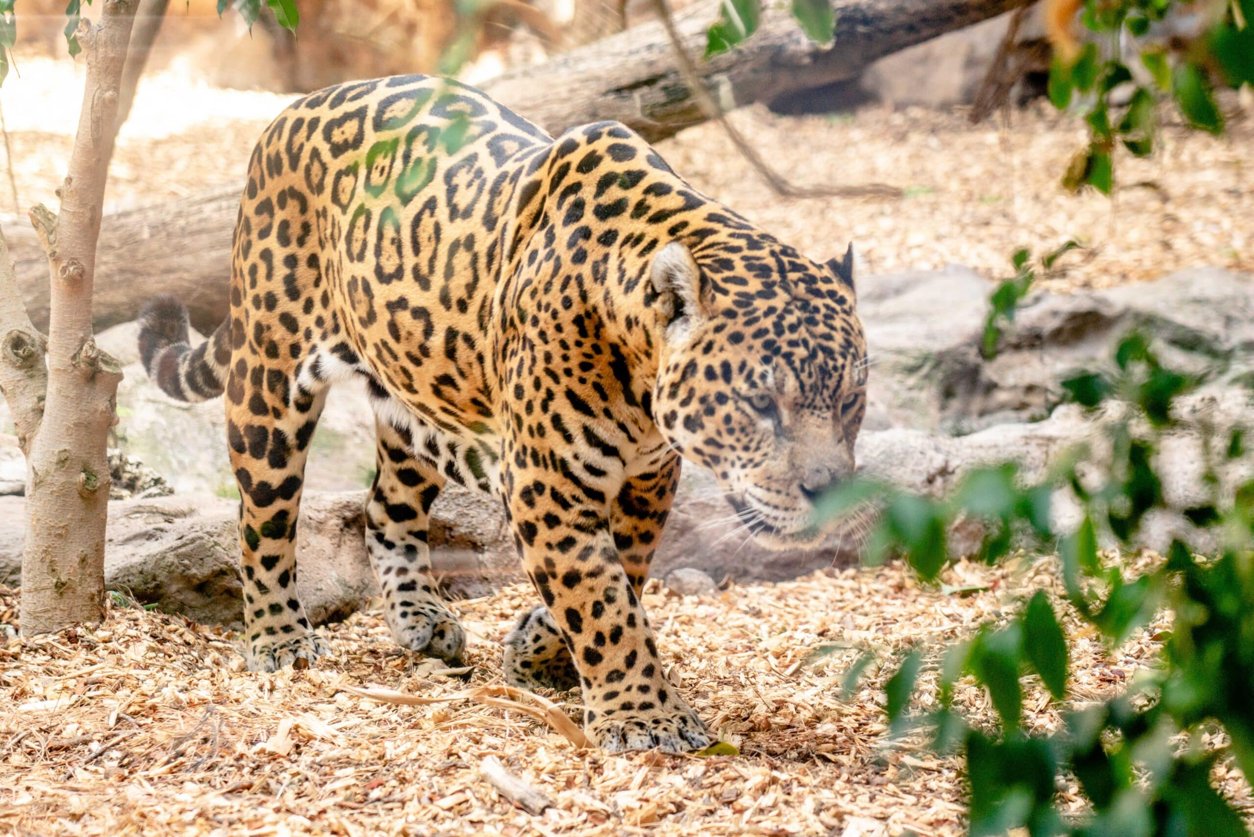 "Jaguar