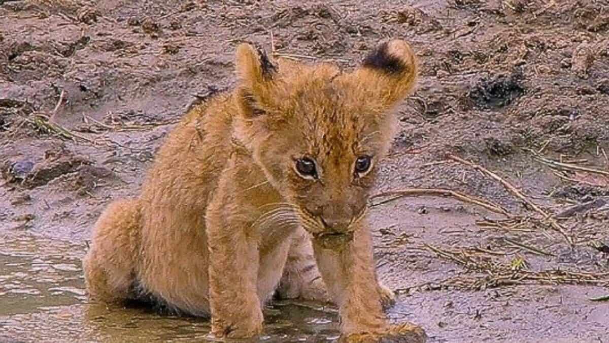 Baby Lion in trouble