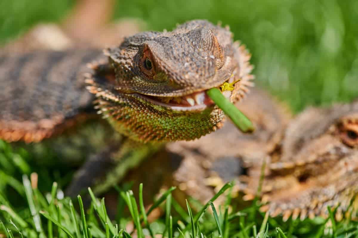 Bearded Dragon