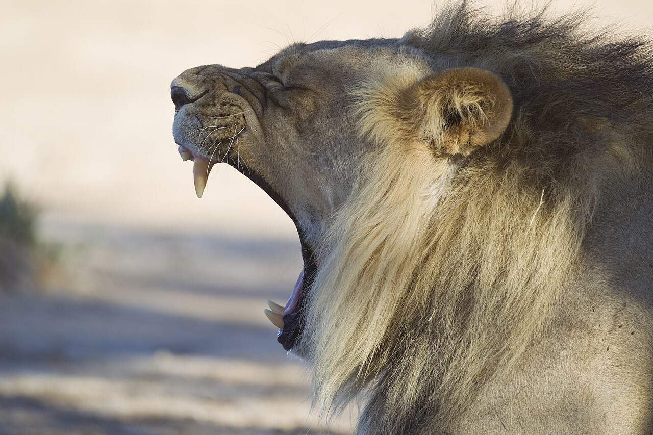 "león