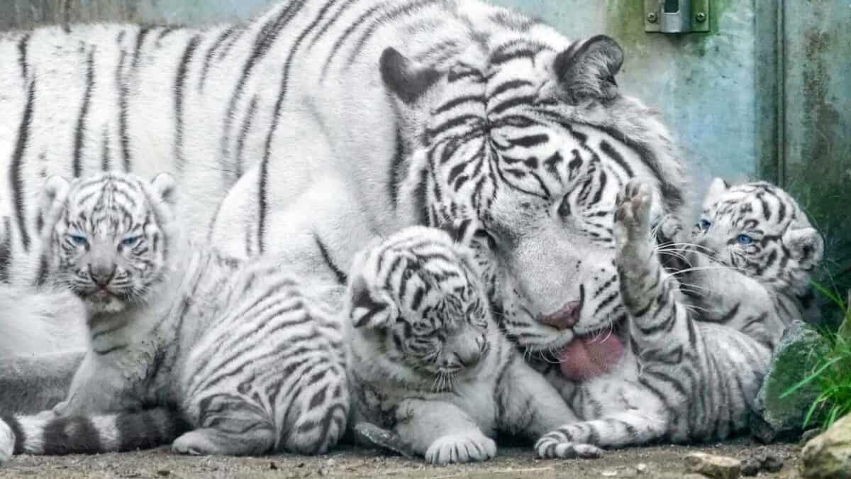 White tiger baby