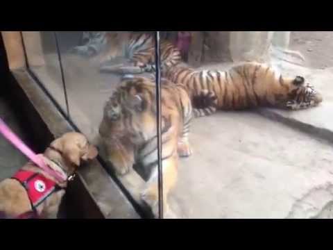 Tiger Stalks Puppy