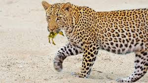 Baby Bird Walks to Leopard