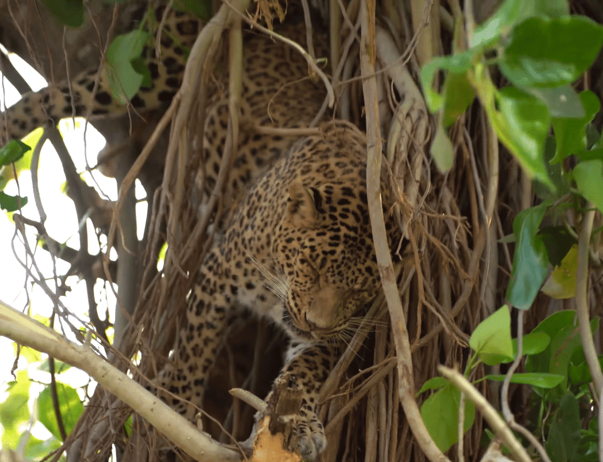 "Leopardo