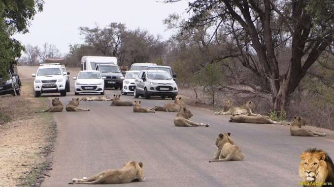 Incredible Sight: Largest Lion Pride Blocks Road in Kruger Park