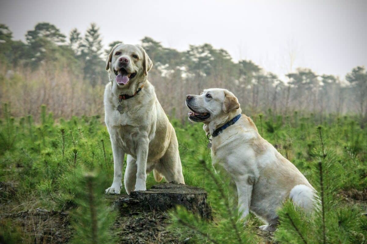 "Labrador